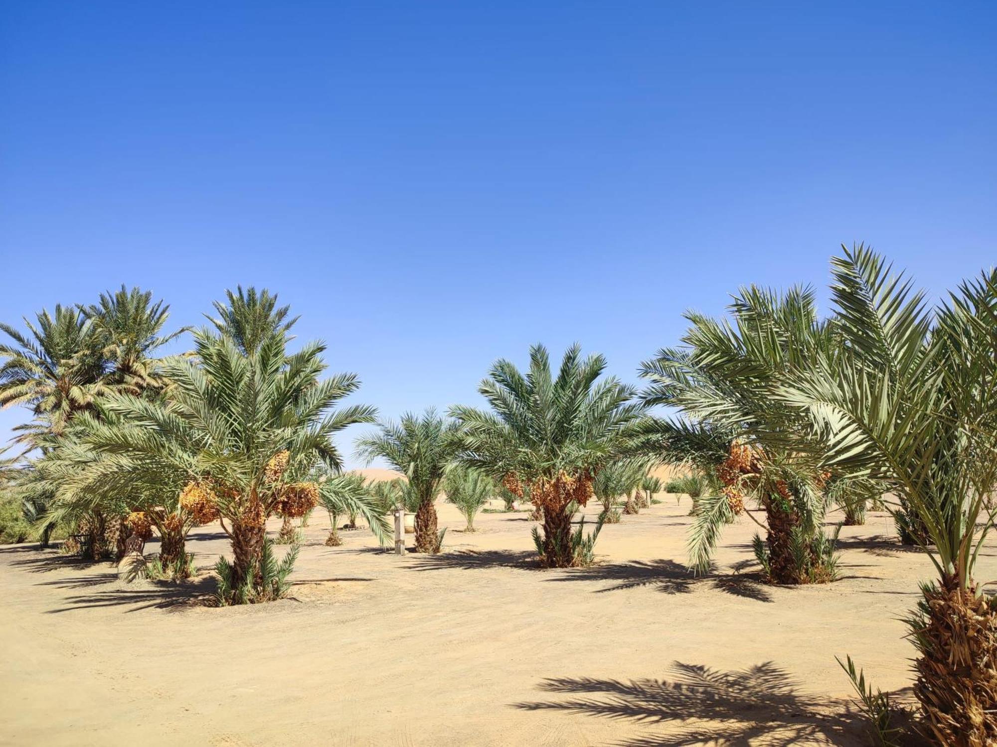 Berber Palace Merzouga Eksteriør bilde